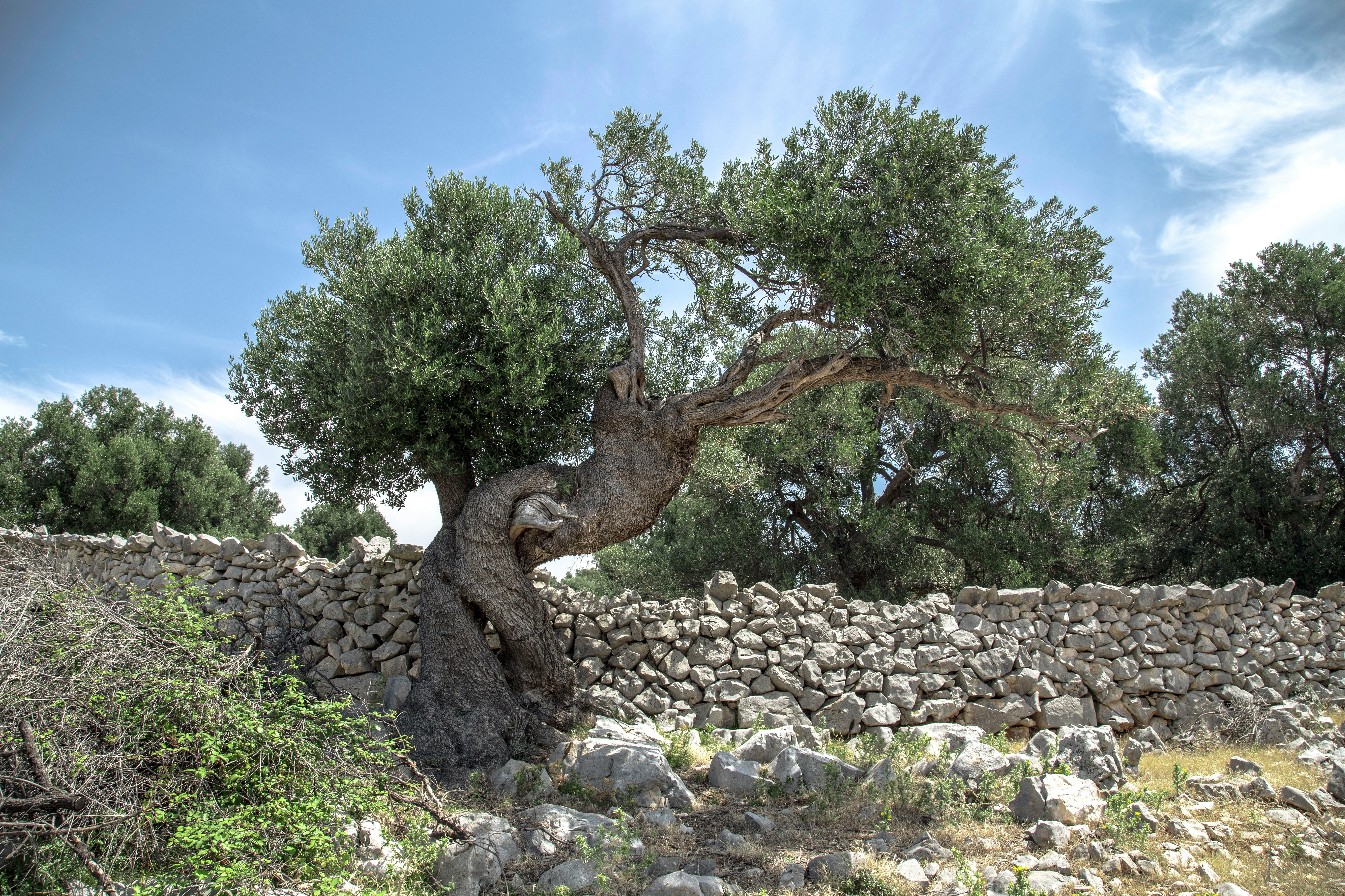 An ancient, gnarled olive tree stands testament to deep roots and Palestinian steadfastness.
